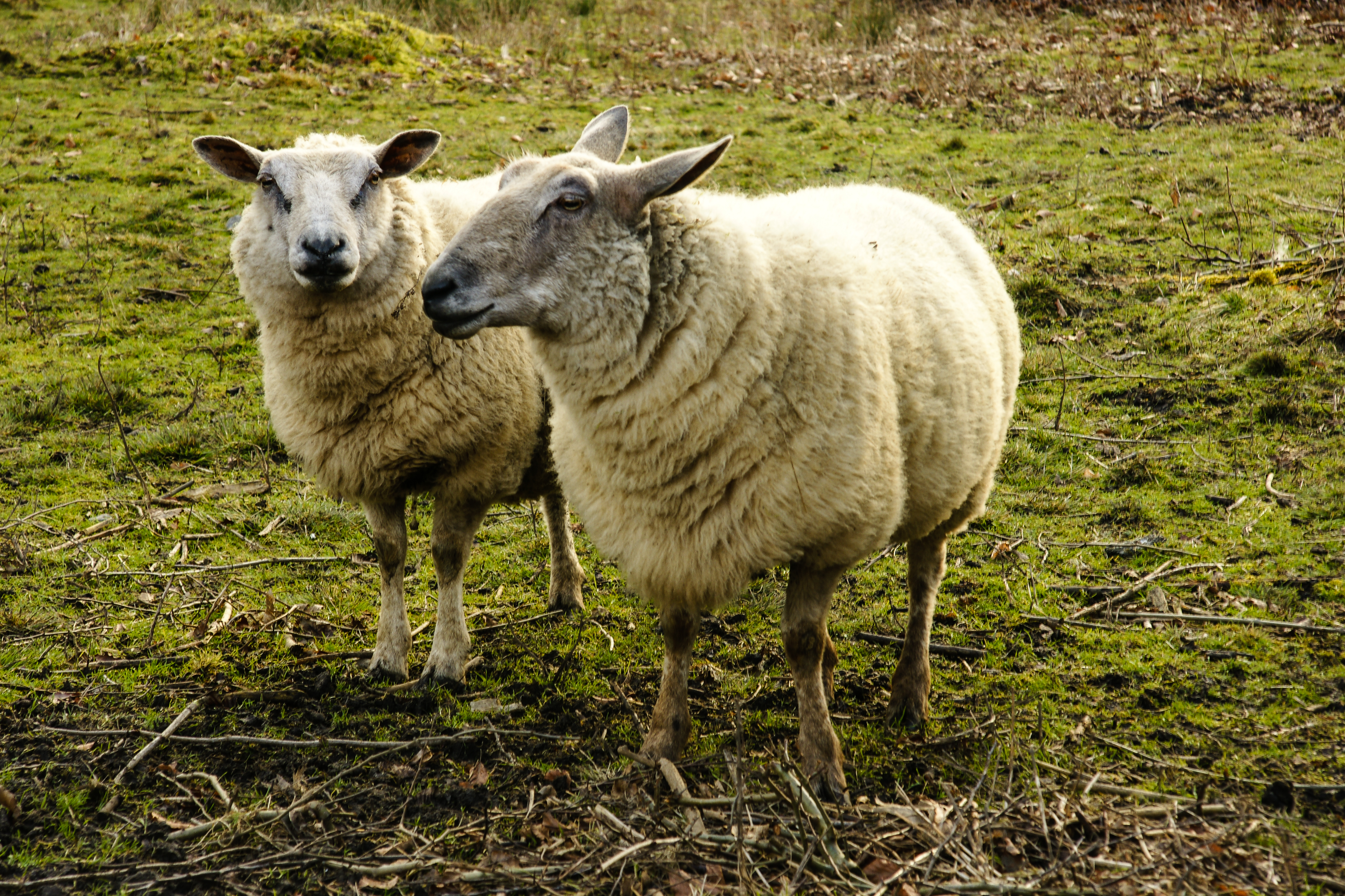 moutons