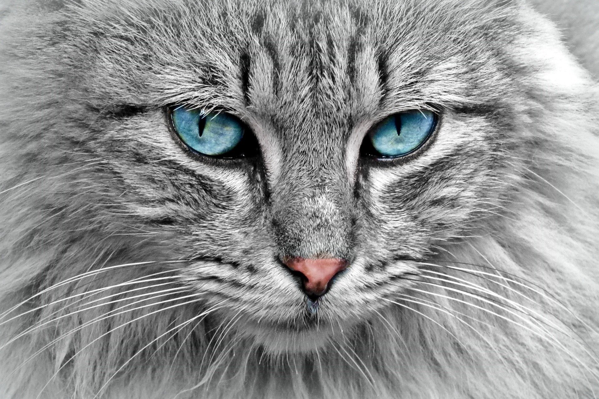 chats