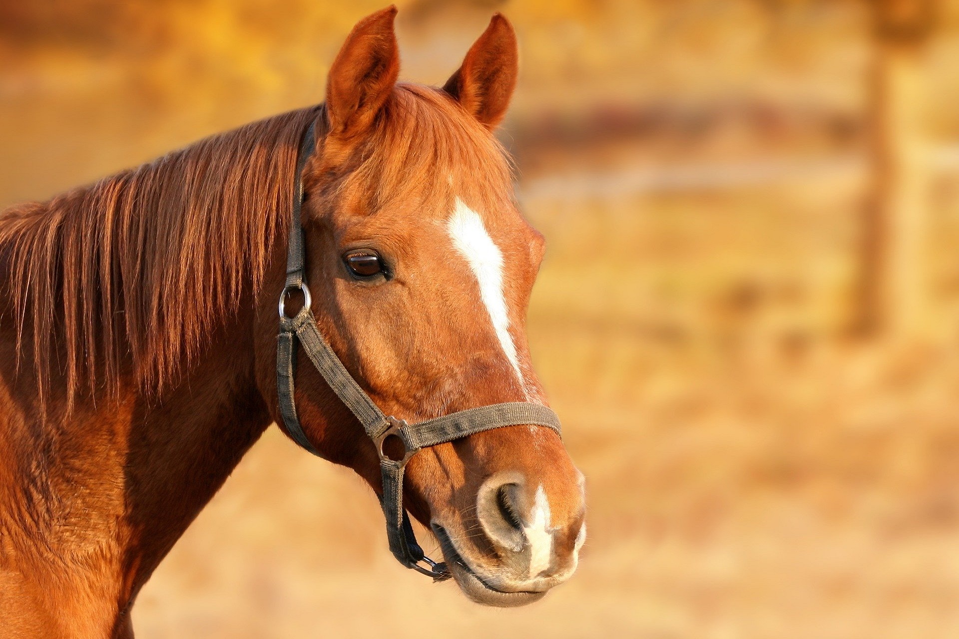 chevaux