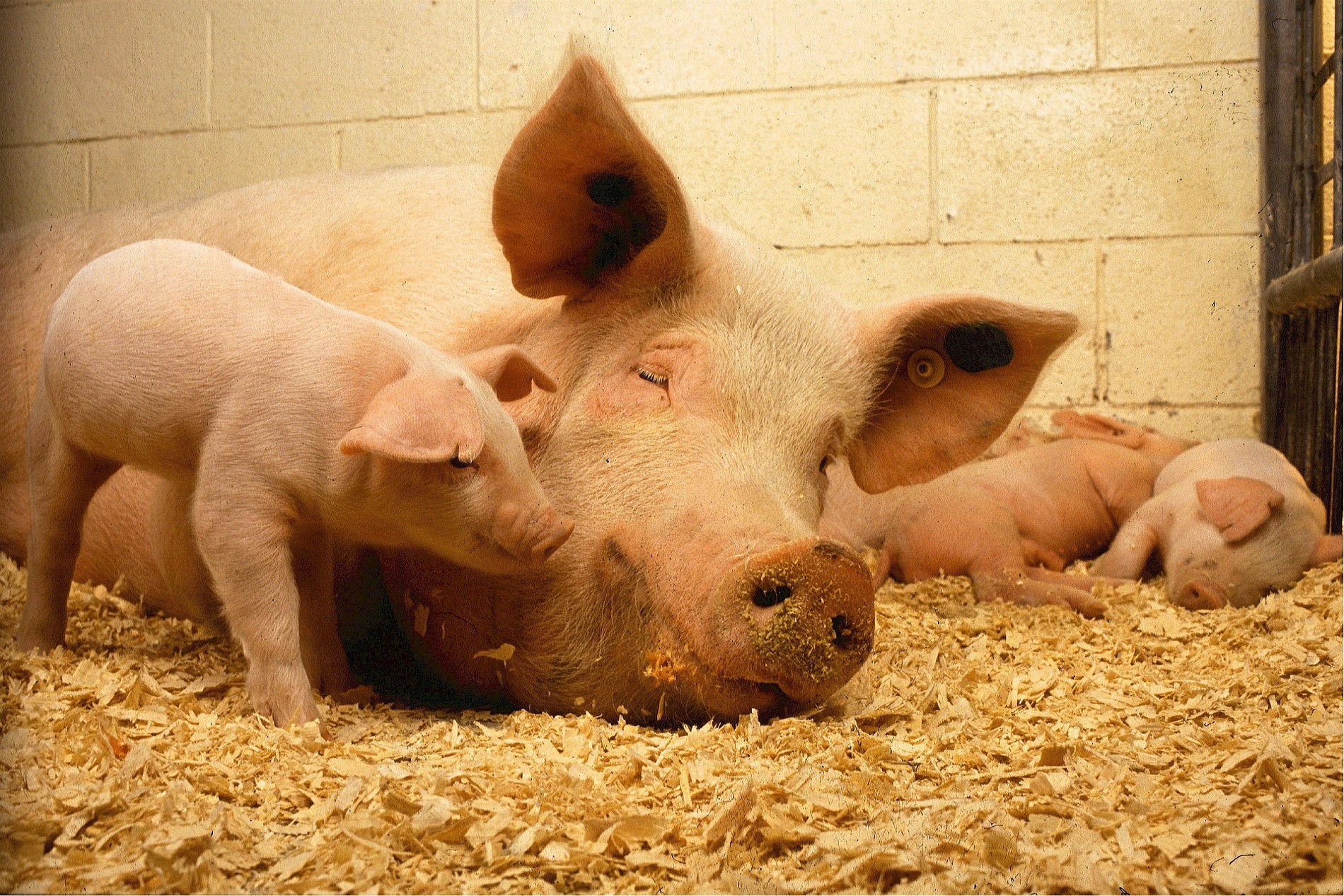 porcs
