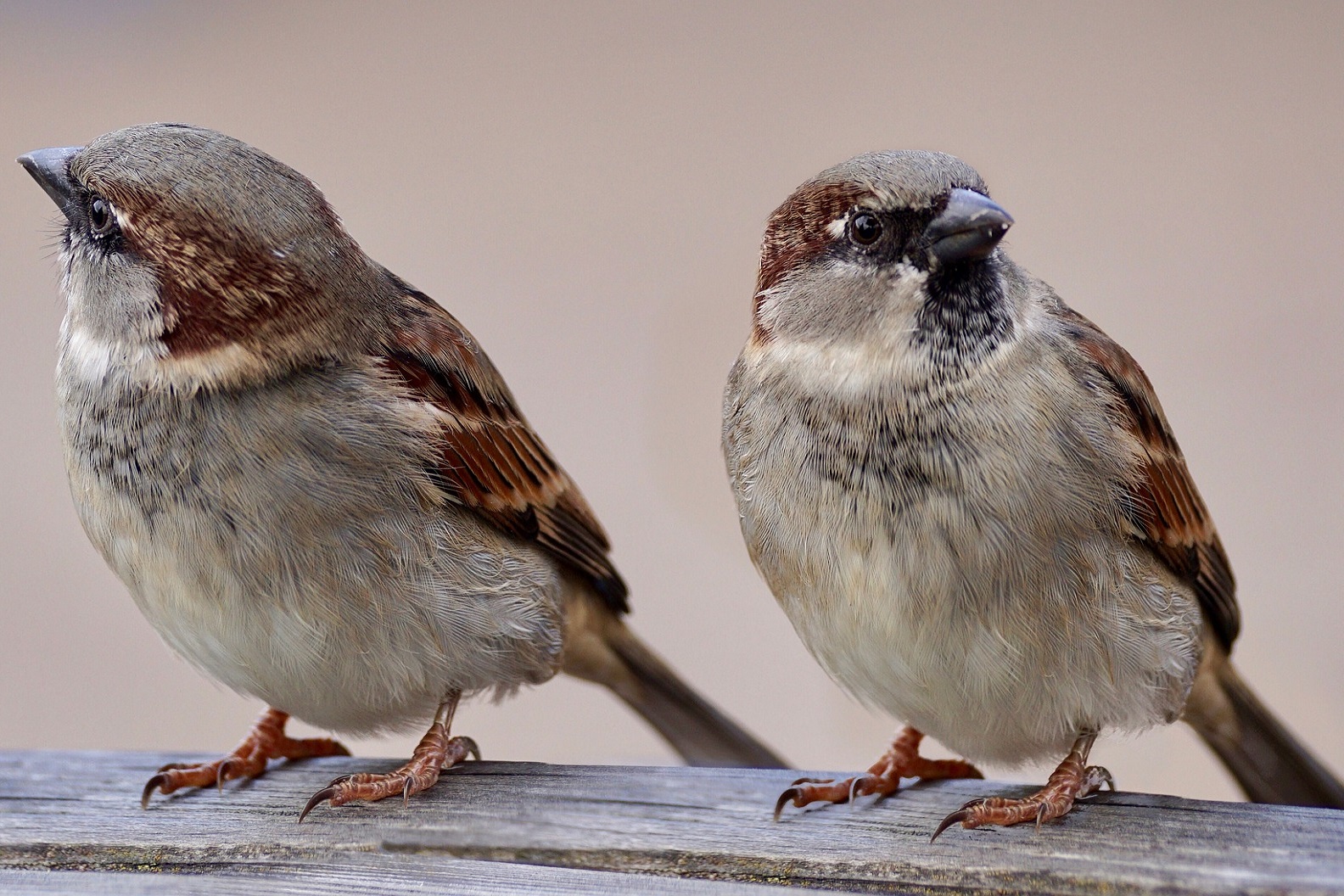 oiseaux