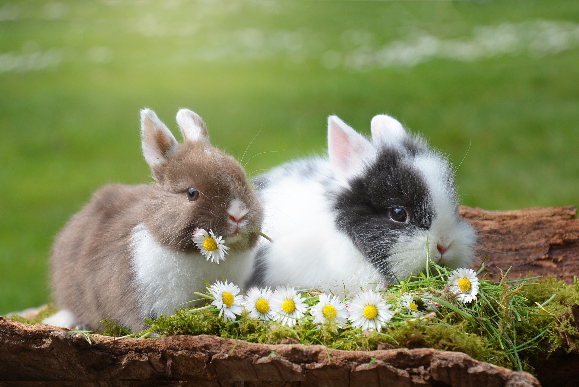 lapins-rongeurs