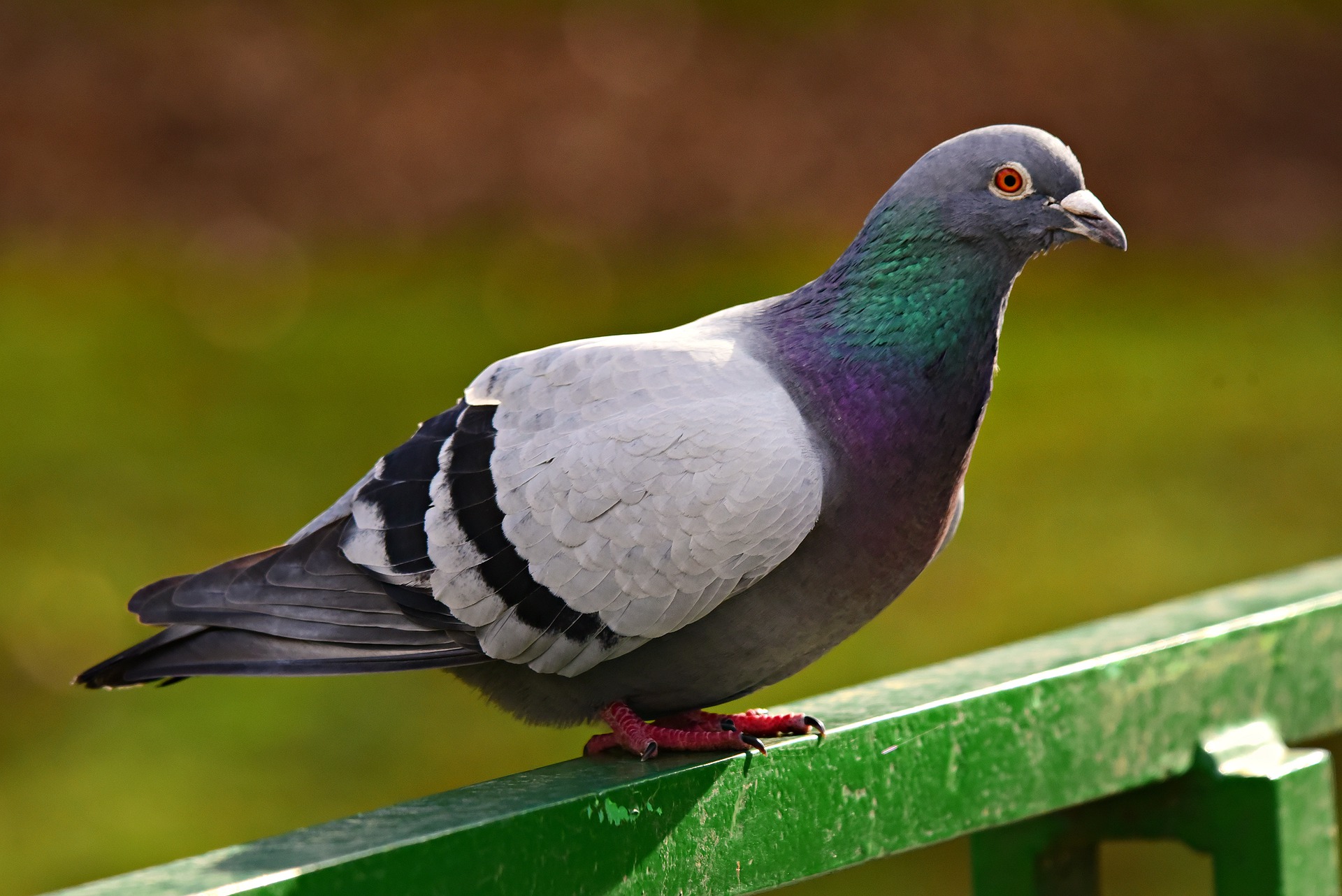 pigeons