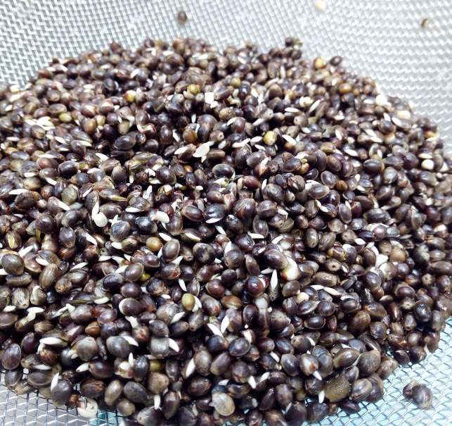 Graines de Chènevis d'Amorçage
