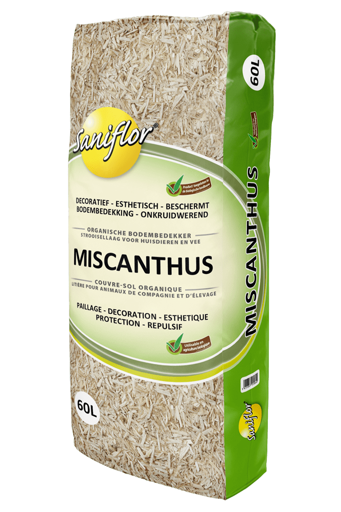 Miscanthus