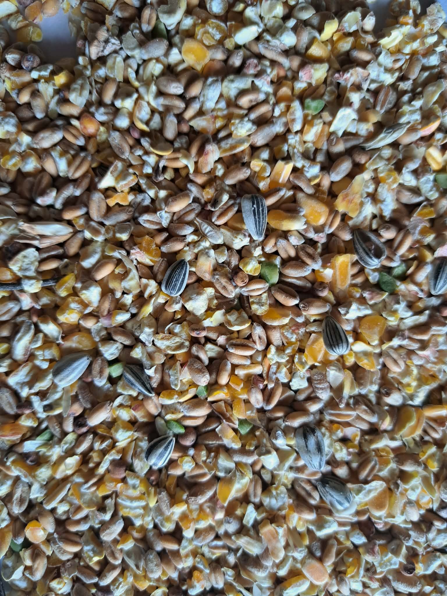 Mélange_poule_concassé